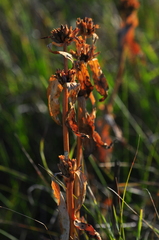 Gentiana macrophylla