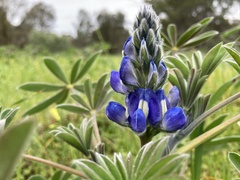 Lupinus cosentinii