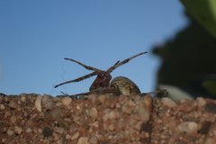 Episyron conterminus