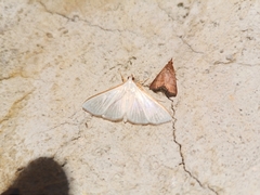 Palpita vitrealis