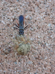 Episyron conterminus