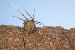 Episyron conterminus