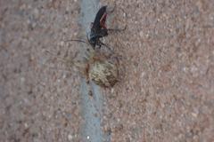 Episyron conterminus