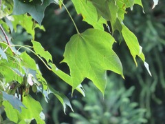 Acer pictum