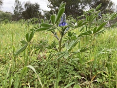 Lupinus cosentinii