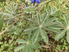 Lupinus cosentinii