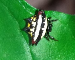 Gasteracantha