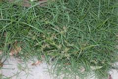 Cyperus rotundus