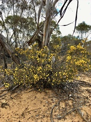 Acacia acanthoclada