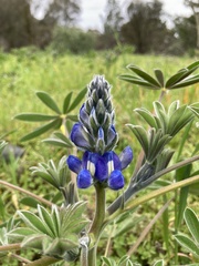 Lupinus cosentinii