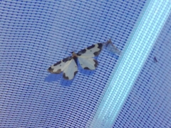 Lomaspilis marginata
