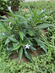 Hippobroma longiflora