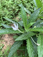 Hippobroma longiflora