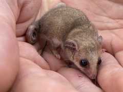 Cercartetus concinnus