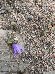 Campanula persicifolia