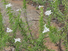 Selago corymbosa