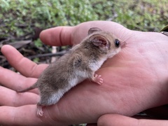 Cercartetus concinnus