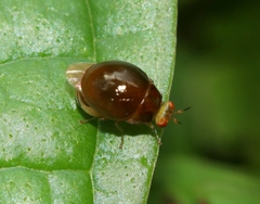 Celyphidae
