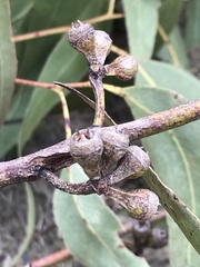 Eucalyptus bancroftii