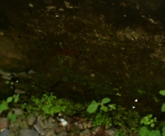 Milichiidae