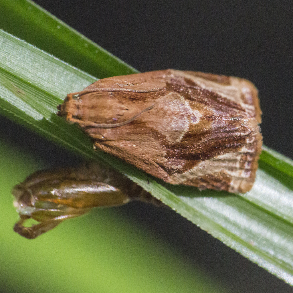 Isodemis proxima