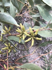 Eucalyptus bancroftii