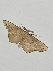 Hypagyrtis