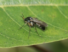 Mycetophilidae