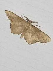 Hypagyrtis