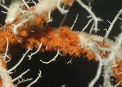 Trentepohlia aurea