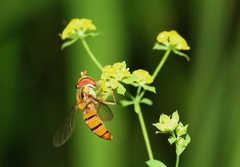 Episyrphus