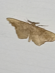 Hypagyrtis
