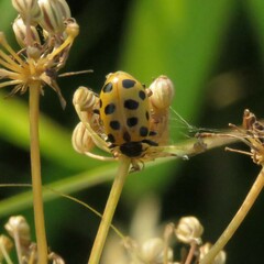 Hippodamia tredecimpunctata
