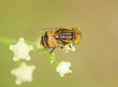 Eristalinus