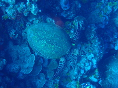 Eretmochelys imbricata