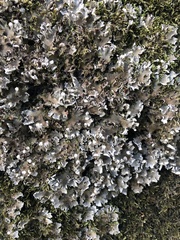Peltigera rufescens