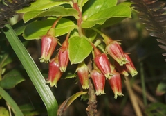 Vaccinium dentatum