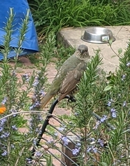 Ptilonorhynchus violaceus