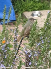 Ptilonorhynchus violaceus