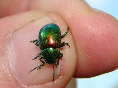 Chrysolina graminis