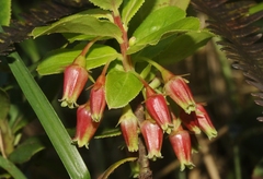 Vaccinium dentatum