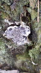 Nectriopsis violacea