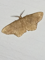 Hypagyrtis