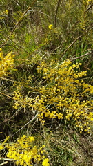 Acacia decora