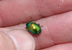 Chrysolina graminis