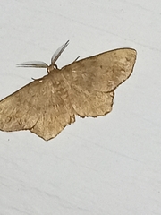 Hypagyrtis