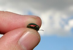 Chrysolina graminis