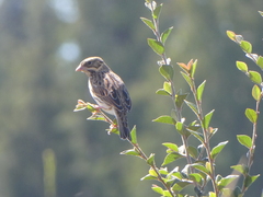 Passerculus sandwichensis