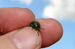 Chrysolina graminis