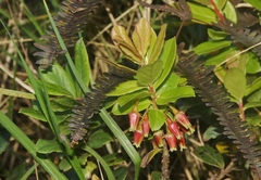 Vaccinium dentatum